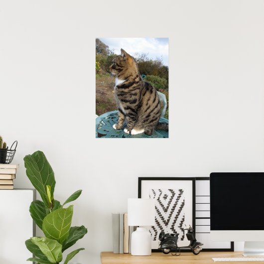 Tabby Cat Cute Striped Cats Birthday Wall Poster (Thuiskantoor)