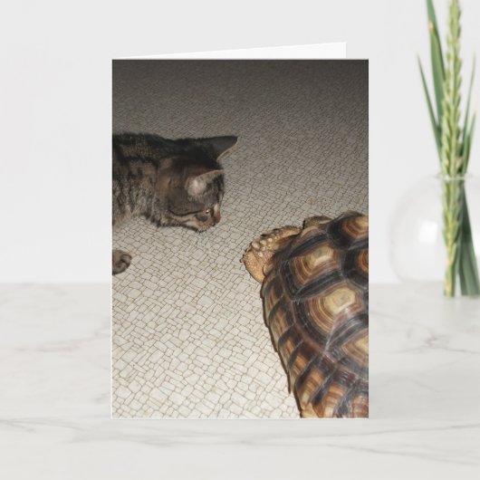 Tabby Cat en Sulcata schildpad Kaart (Voorkant)