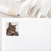 Tabby cat etiket (Insitu)