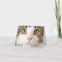 tabby cat face bedankt