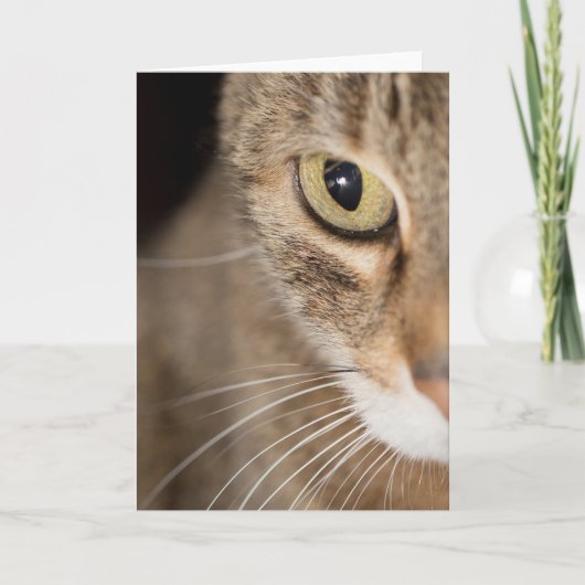 Tabby Cat Face Foto Wenskaart Blank Kaart (Voorkant)