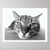 Tabby Cat Face Poster (Voorkant)