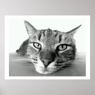 Tabby Cat Face Poster