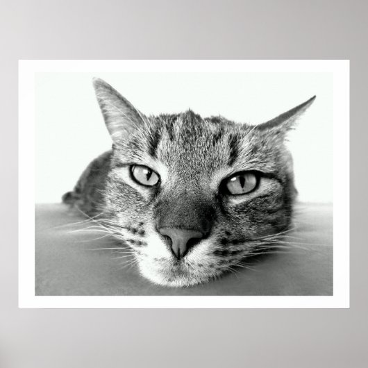 Tabby Cat Face Poster (Voorkant)
