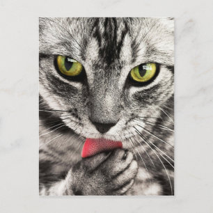 Tabby Cat Feline Green Eyes Close Lick Paw Briefkaart