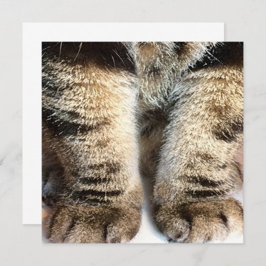 Tabby cat Flat Card, Tabby, Tabby Legs, (Voorkant / Achterkant)