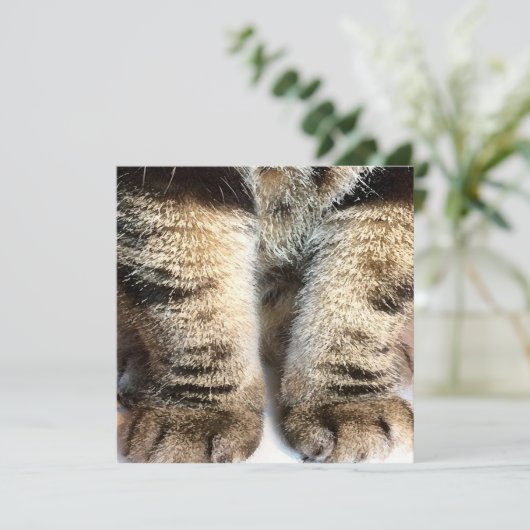 Tabby cat Flat Card, Tabby, Tabby Legs, (Staand voorkant)