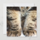 Tabby cat Flat Card, Tabby, Tabby Legs, (Voorkant)
