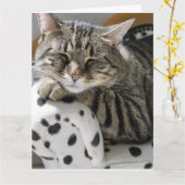 TABBY CAT FUNNY LEUKE VERJAARDAG KAART (Gele Bloem)