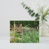 Tabby Cat Hiding in Grass Garden Foto Briefkaart (Staand voorkant)