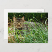 Tabby Cat Hiding in Grass Garden Foto Briefkaart (Voorkant / Achterkant)