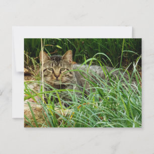 Tabby Cat Hiding in Grass Garden Foto Briefkaart