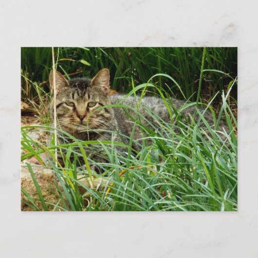 Tabby Cat Hiding in Grass Garden Foto Briefkaart (Voorkant)