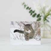 Tabby Cat Hunting in the Snow Briefkaart (Staand voorkant)