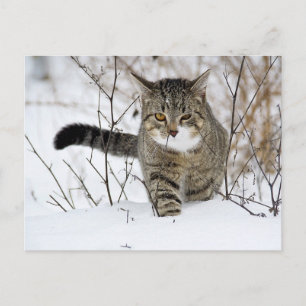 Tabby Cat Hunting in the Snow Briefkaart