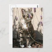 Tabby Cat in a Lavendor Bush Briefkaart (Voorkant / Achterkant)