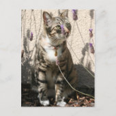 Tabby Cat in a Lavendor Bush Briefkaart (Voorkant)