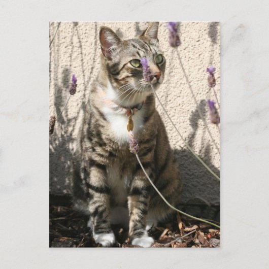 Tabby Cat in a Lavendor Bush Briefkaart (Voorkant)