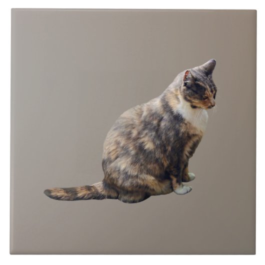 Tabby Cat in Shades of Brown Tegeltje (Voorkant)