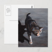 Tabby Cat in Sun met schaduwBriefkaart Briefkaart (Voorkant / Achterkant)