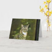 Tabby Cat, kaart (Gele Bloem)