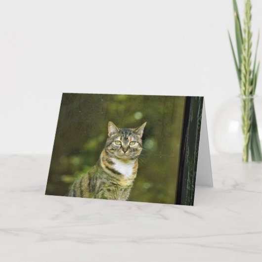 Tabby Cat, kaart (Voorkant)