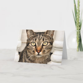 Tabby Cat Kaart