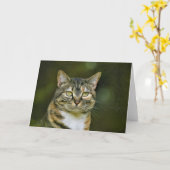Tabby Cat, kaart (Gele Bloem)