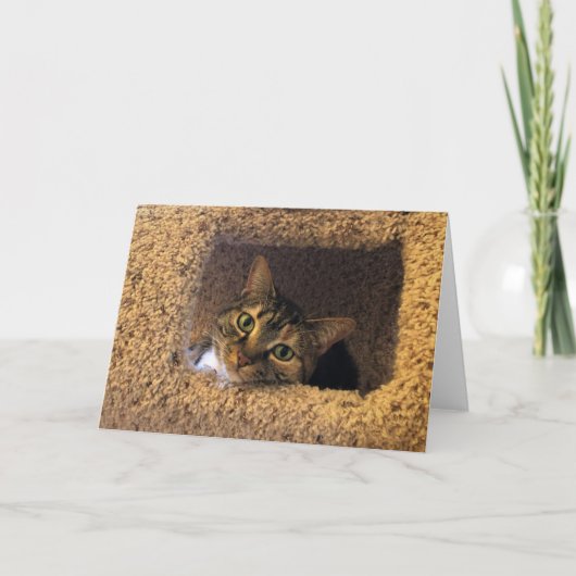 Tabby Cat, kaart (Voorkant)