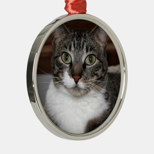 Tabby Cat Kijkend naar je foto Metalen Ornament (Rechts)