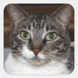 Tabby Cat Kijkend naar je foto Vierkante Sticker