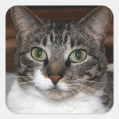 Tabby Cat Kijkend naar je foto Vierkante Sticker (Voorkant)