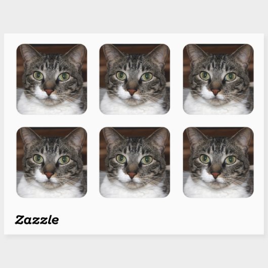 Tabby Cat Kijkend naar je foto Vierkante Sticker (Vel)