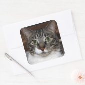 Tabby Cat Kijkend naar je foto Vierkante Sticker (Envelop)