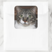 Tabby Cat Kijkend naar je foto Vierkante Sticker (Tas)