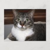 Tabby Cat Kijkend naar You Animal Photography Briefkaart (Voorkant)