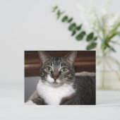 Tabby Cat Kijkend naar You Animal Photography Briefkaart (Staand voorkant)