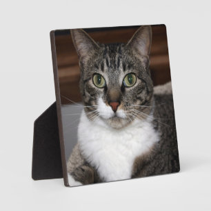 Tabby Cat Kijkend naar You Animal Photography Fotoplaat