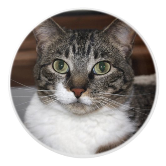 Tabby Cat Kijkend naar You Pet Animal Photography Keramische Knop (Voorkant)