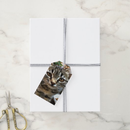 Tabby Cat Kitten die oog contact maken Cadeaulabel (Met Touw)
