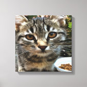 Tabby Cat Kitten die oog contact maken Canvas Afdruk (Voorkant)