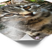 Tabby Cat Kitten die oog contact maken Foto Afdruk (Hoek)