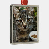 Tabby Cat Kitten die oog contact maken Metalen Ornament (Rechts)