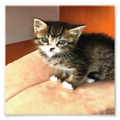 Tabby Cat Kitten Pet Portret Foto Afdruk (Voorkant)