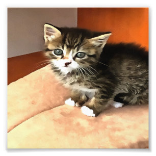 Tabby Cat Kitten Pet Portret Foto Afdruk