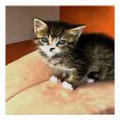 Tabby Cat Kitten Pet Portret Poster (Voorkant)