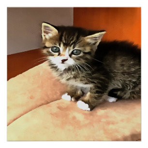 Tabby Cat Kitten Pet Portret Poster