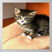 Tabby Cat Kitten Pet Portret Poster (Voorkant)