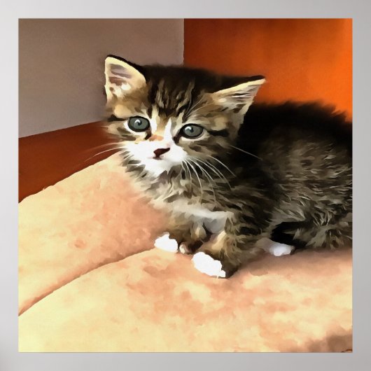 Tabby Cat Kitten Pet Portret Poster (Voorkant)