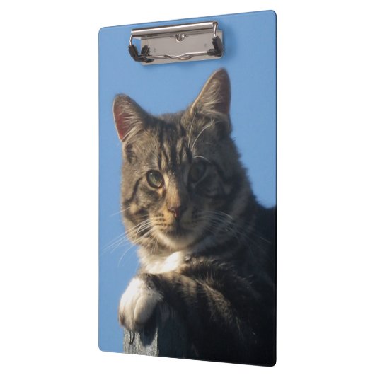 Tabby Cat - Klembord (Links)